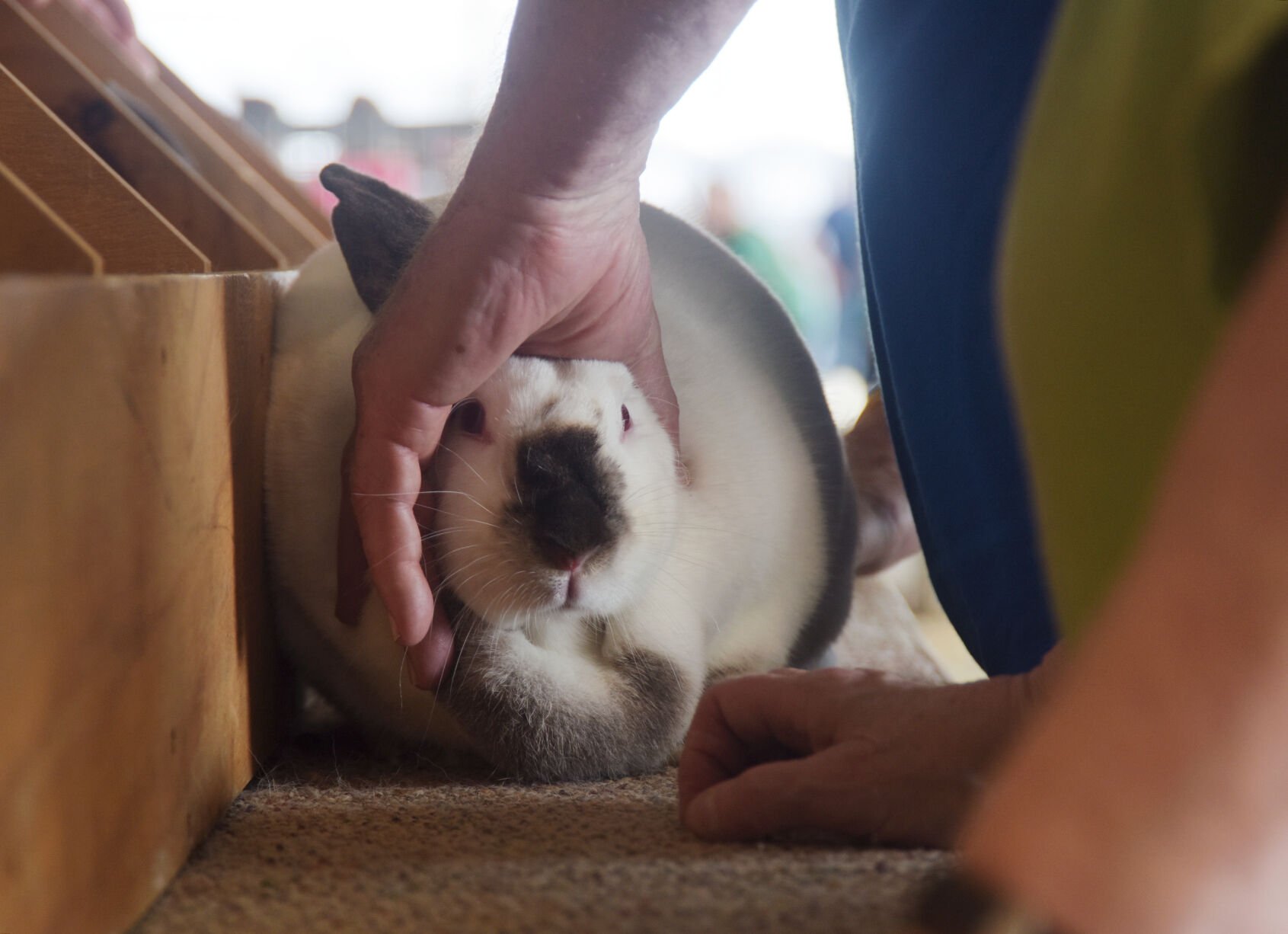 A rabbit sits on the judging table